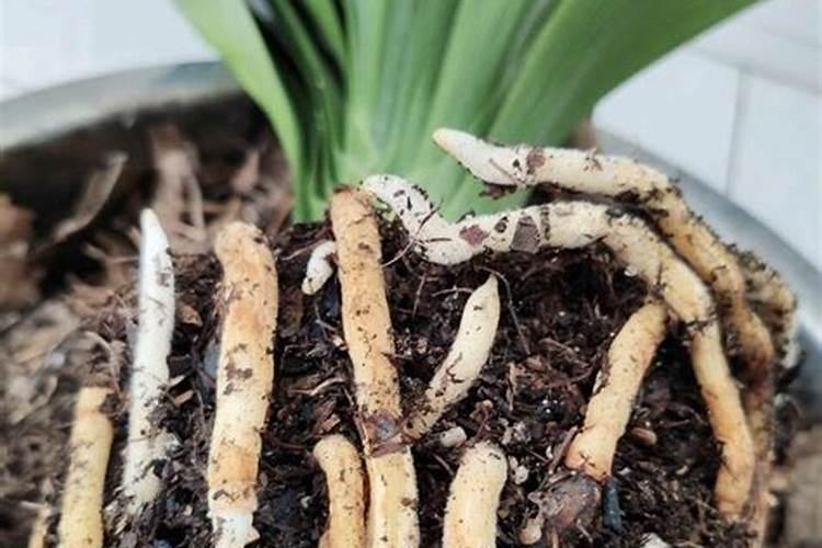 洋葱中后期怎么管理