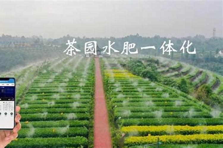 茶园如何使用钾肥？