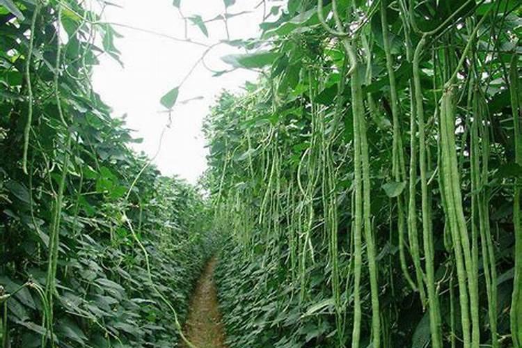 豇豆施肥的正确方法