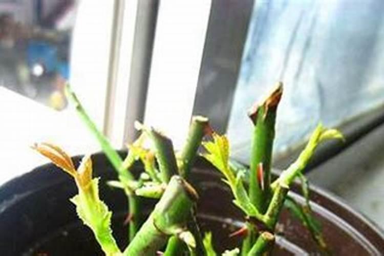 立秋后的月季怎么做好养护