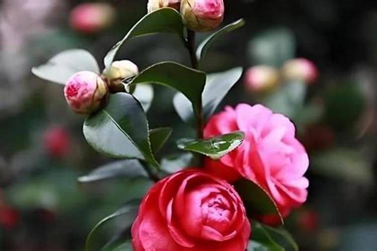 立秋后如何养月季,才能花开一茬接一茬？