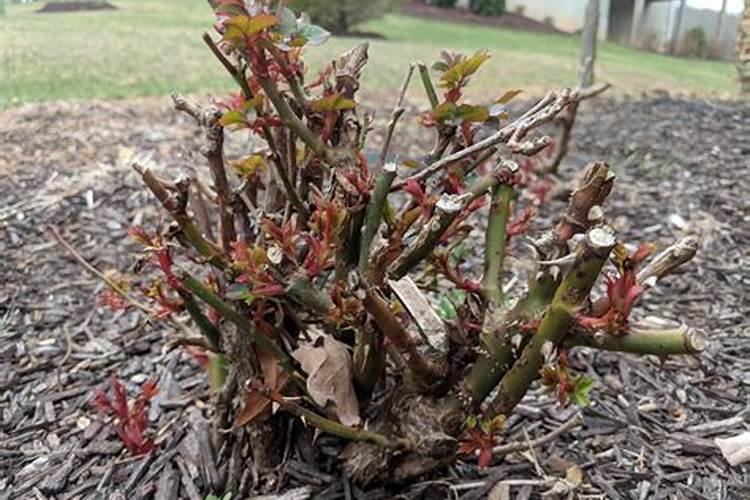 立秋后花卉要怎样管理(入秋后花卉栽培技术和管理要点)