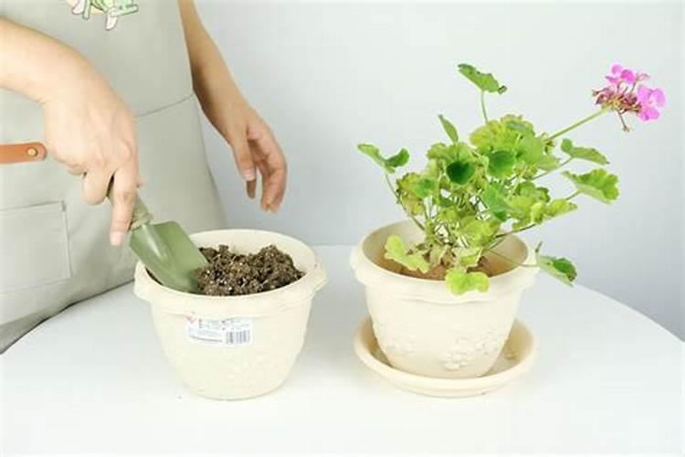 天竺葵夏天怎么浇水施肥