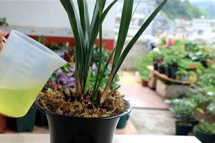 兰草花怎么养最好花卉百科