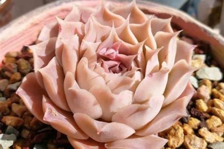 多肉植物十种自制肥料的方法多肉植物的养植方法