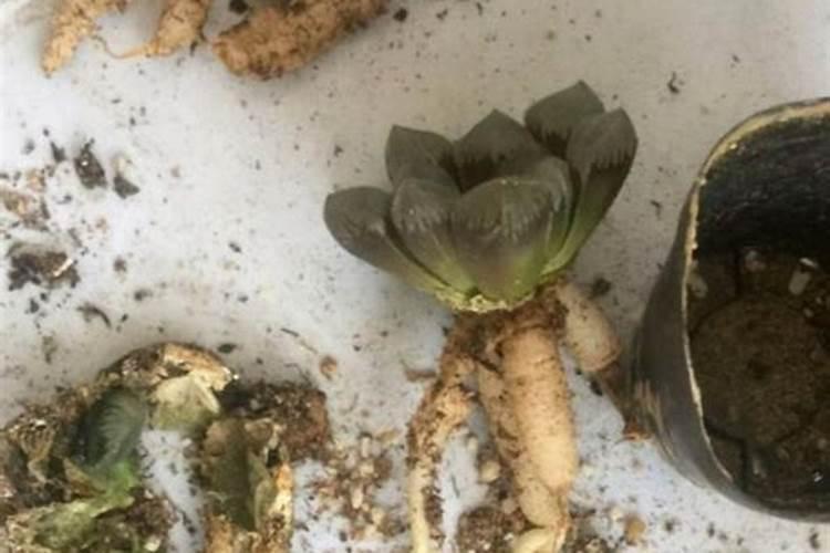 如何自制多肉肥料