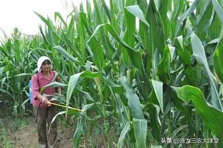 倍丰谷粮复合肥怎么样