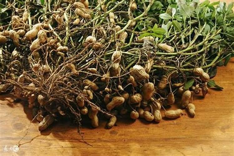 麦茬花生高产种植技术