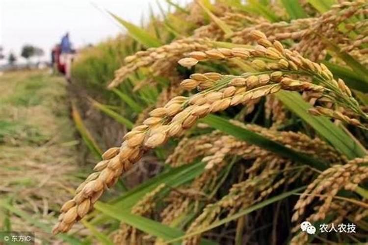 带你了解多肽新主食是什么？