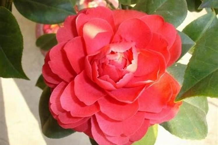 茶花树如何施肥