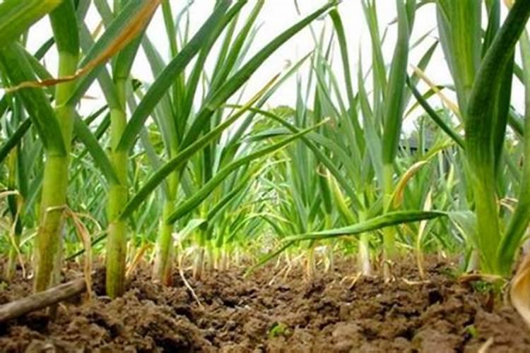 果树增产增收专用叶面肥哪种好？果树用什么肥料能高产？