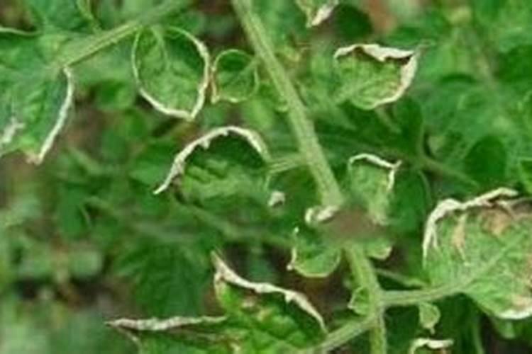 硼肥叶面喷施注意事项