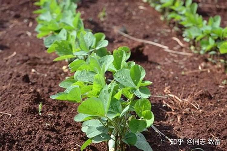 大豆种植需要施什么肥料？