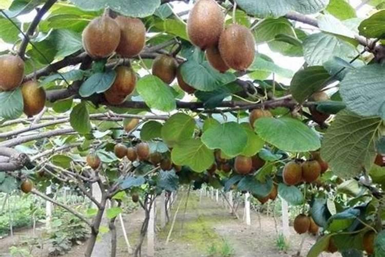 猕猴桃施肥的最佳时间 猕猴桃什么时候施肥