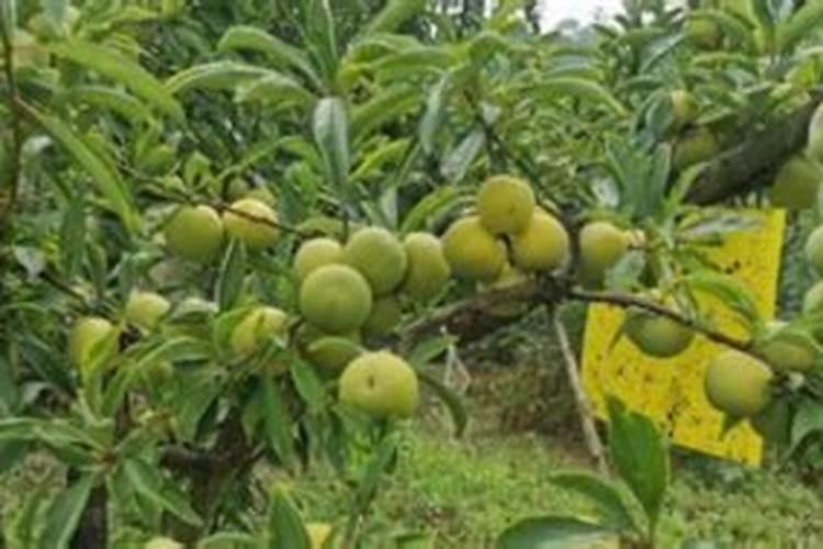 李树施肥时间和方法 李树怎么施肥比较好