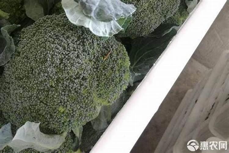 大番茄什么时期补充钙肥合适