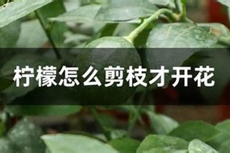 柠檬挂果后需要施什么肥