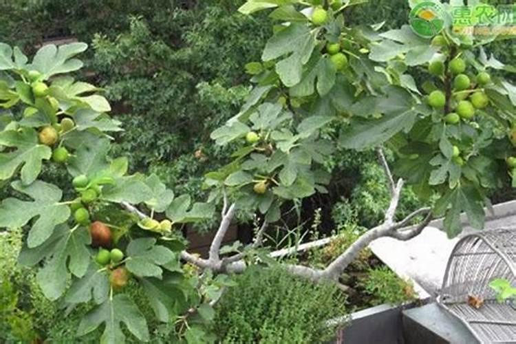 无花果施肥的正确方法