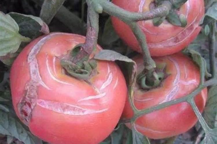 种玉米需要颗粒硼肥吗？