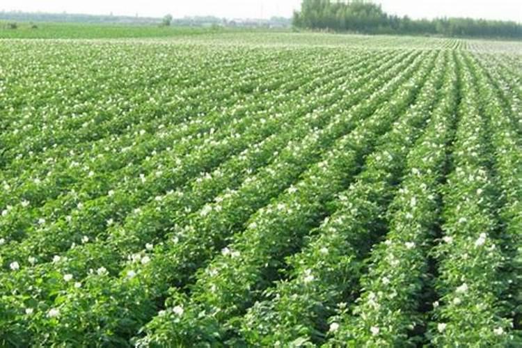 白磷普通人如何购买