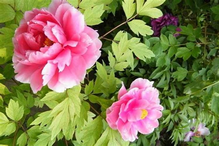 牡丹有花苞了怎么施肥？