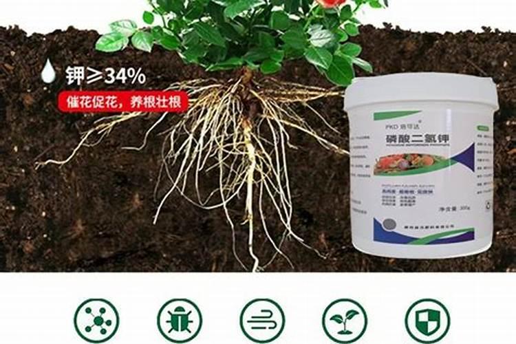 沃柑防话太阳果的方法