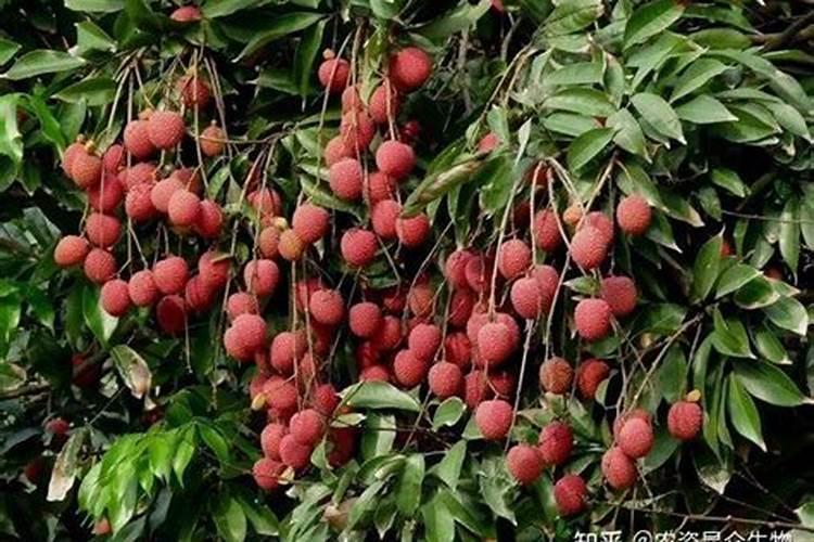 氮磷钾养花怎么用效果最好