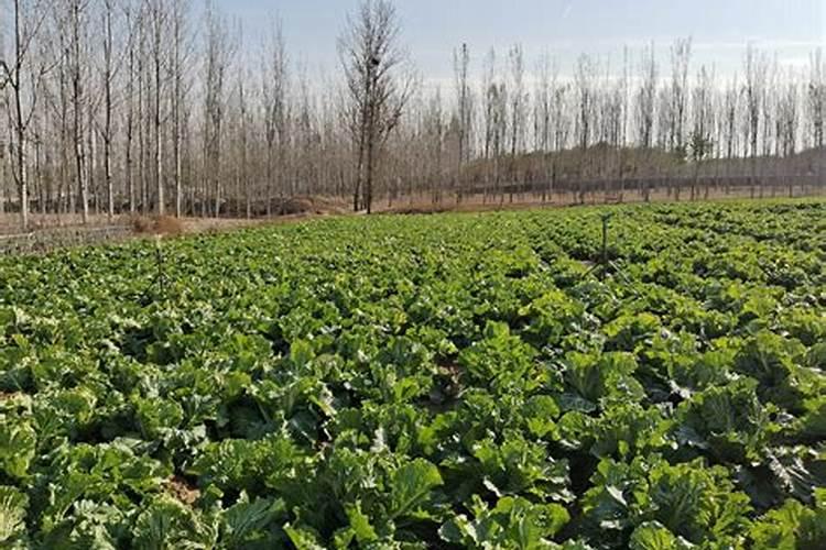 苜蓿生产施肥管理