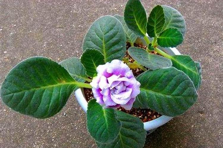 为什么长期施用化肥会导致土壤板结