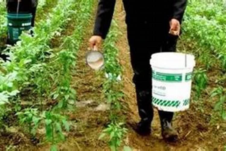 石灰和肥料一起可以吗