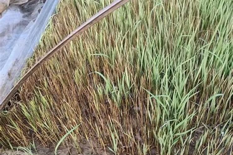 水稻秧苗腐烂是什么原因？有哪些防治方法？