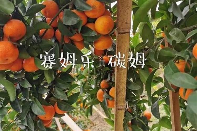 果树什么时期喷施叶面肥,上色增甜膨大用什么肥料好,叶面肥促花保果怎 ...