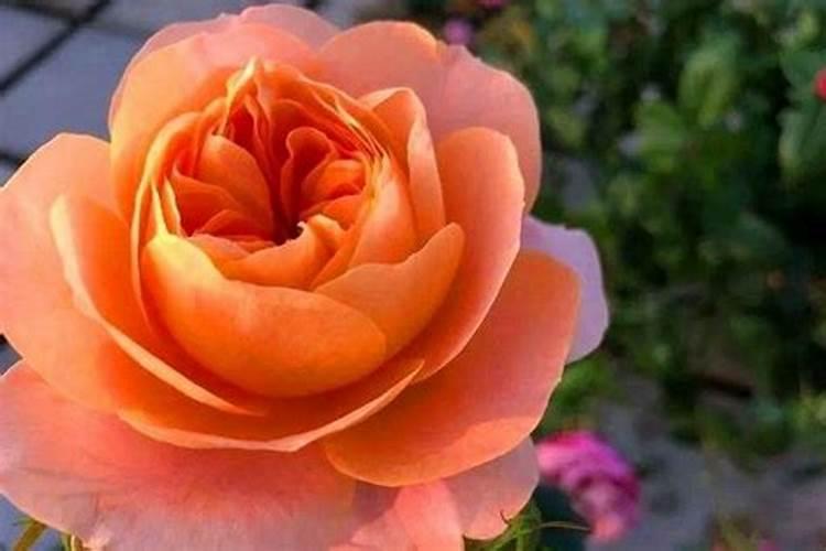 有哪些花需要磷肥