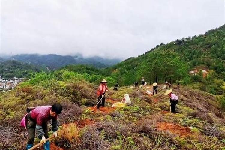 桉树一年施几次肥好