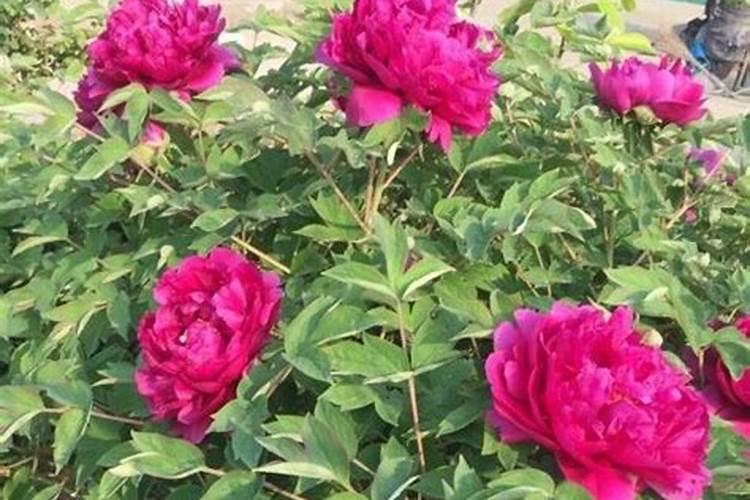 移栽牡丹花如何浇水