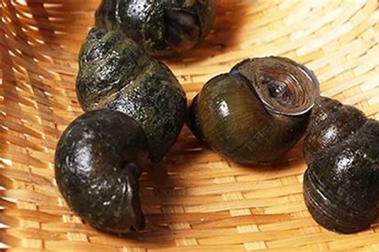 鲜板蓝根叶子的功效与作用