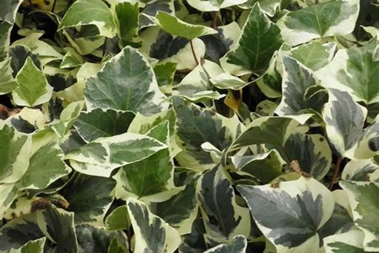 肥料 圆盘造粒和转鼓造粒的原理？