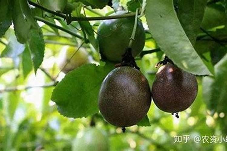 如何选购好用的叶面肥料