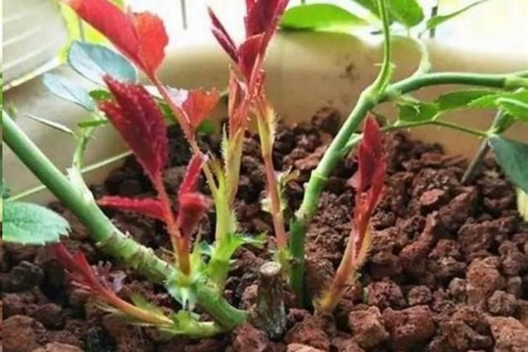 水溶肥哪个品牌最好