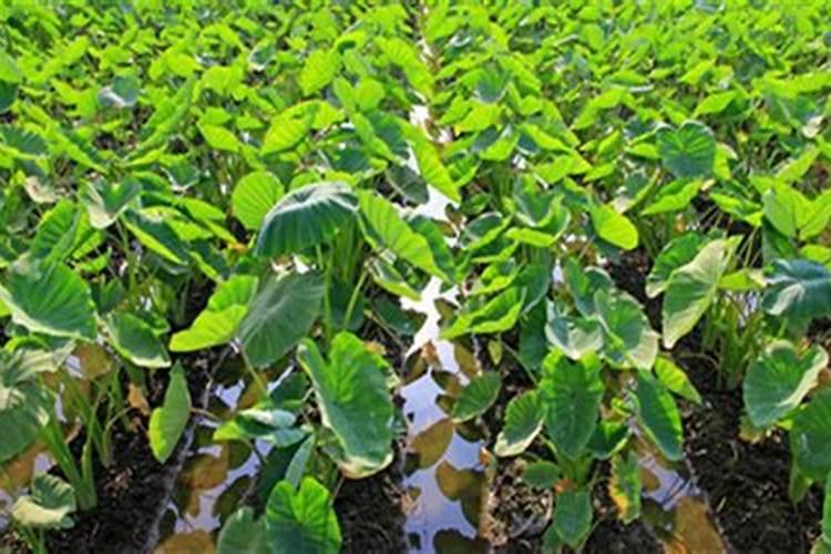 芋头种植什么时候该停止施肥？停止施肥后还需要注意哪些田间管理...