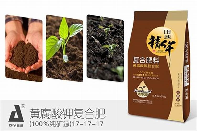 种植豇豆的方法