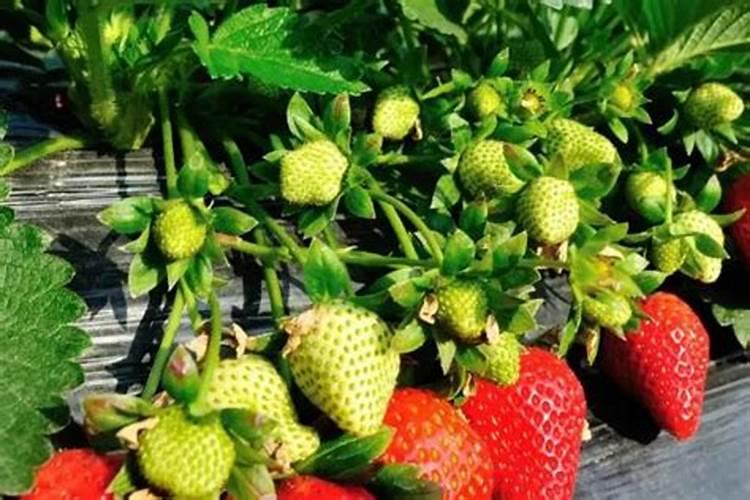 大豆几个叶打除草剂