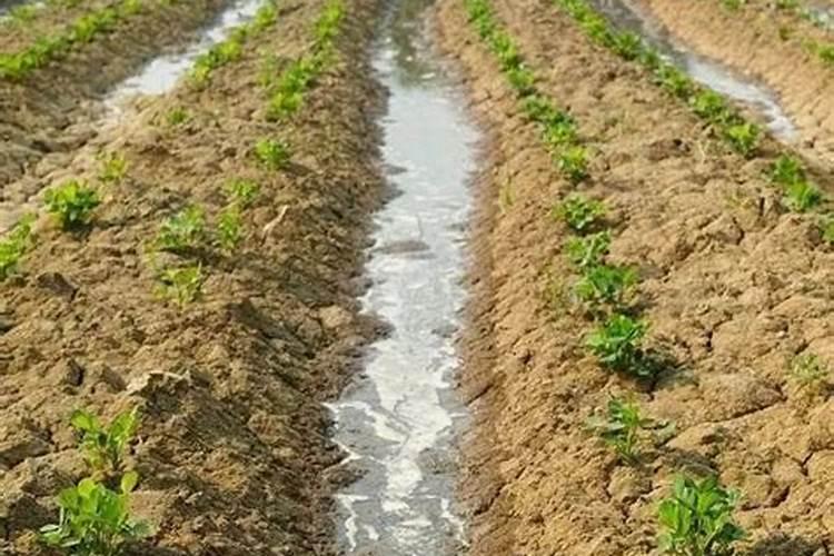 花生用什么叶面肥好 附种植方法