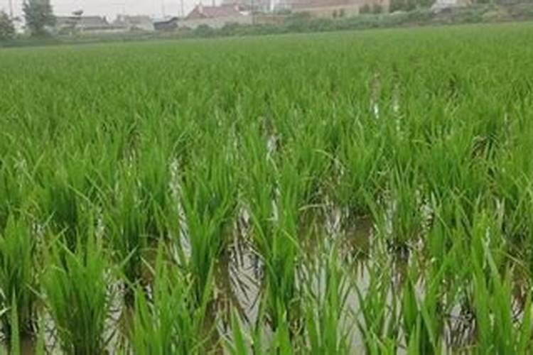 月季花用什么肥料最佳