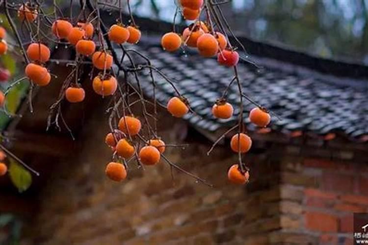 柿子树怎么施肥