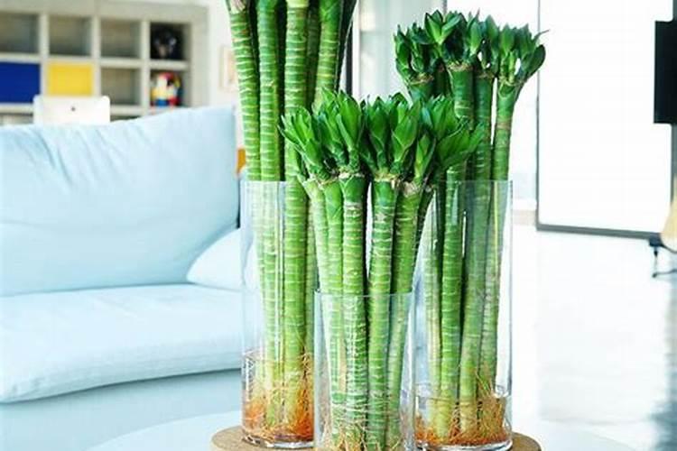 水培富贵竹能放几粒复合肥吗