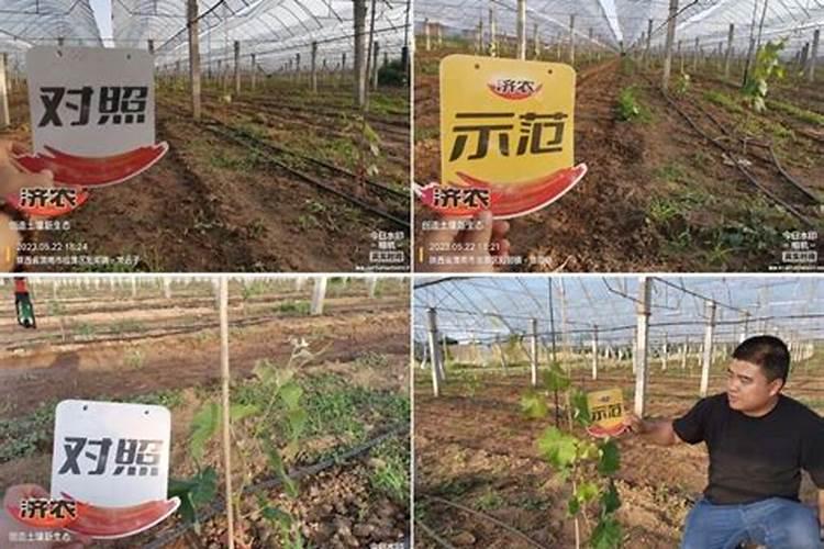 为什么核桃补脑,核桃仁的功效与作用