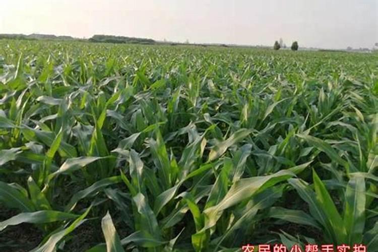 玉米种下多久可以施肥？施什么肥？一文全搞懂