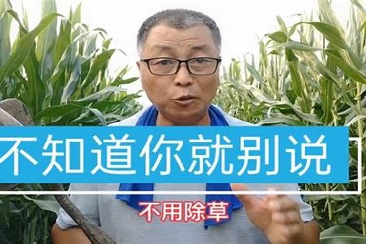 玉米施用种肥有哪些注意事项