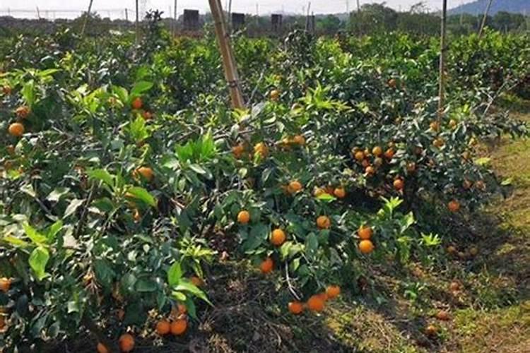 花生米埋土可做肥料吗 花生米埋土能做肥料吗